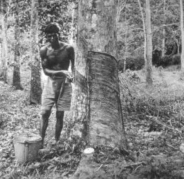 Rubber Plantation Farmers to Earn More