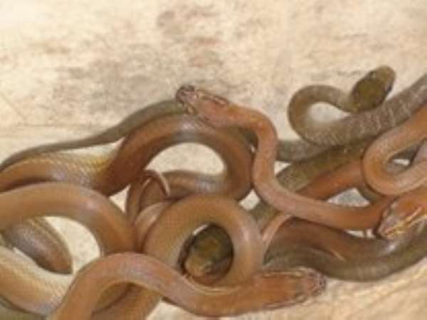 Extreme starvation, one of the possible causes of snake invasion-Scientists