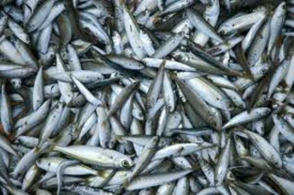 Ghana’s Fisheries Collapsing As Trawlers Take Young Fish—Report Reveals