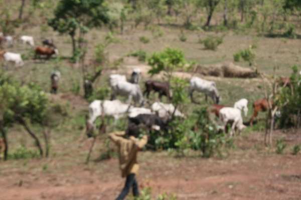 Tamale fulani