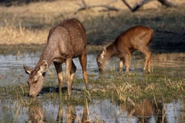 Kenya And Tanzania Lead On Animal Welfare Ranking In Africa