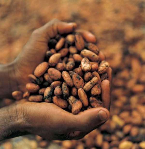 Cocoa Farmers In Ghana Keeps Getting Poorer Under The Government Of President Akufo Addo