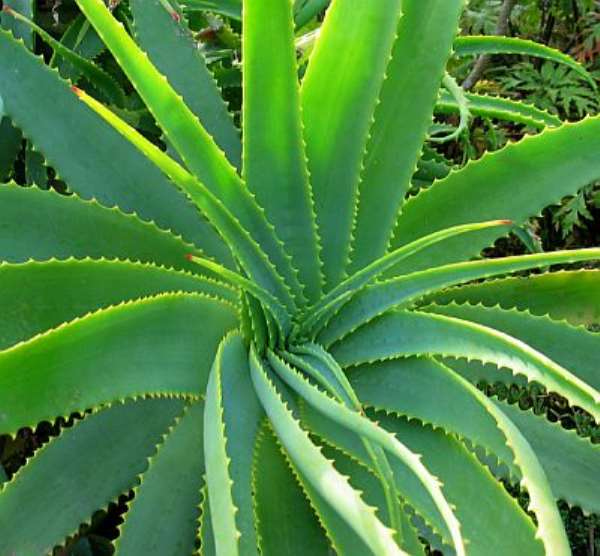 Aloe Vera The Natural Healer