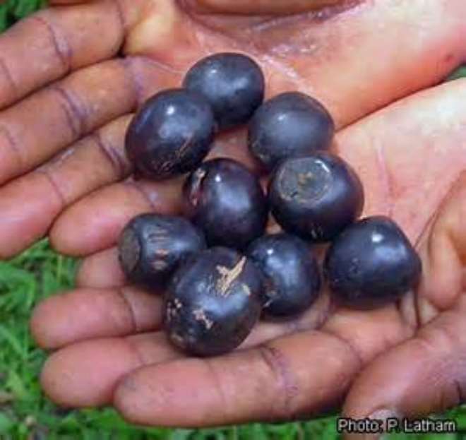 7302020125803-nsjum8x432-black-berries