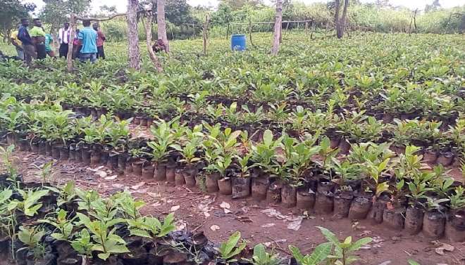 95201963539-1i830o4bau-aama-hands-over-cashew-seedlings2