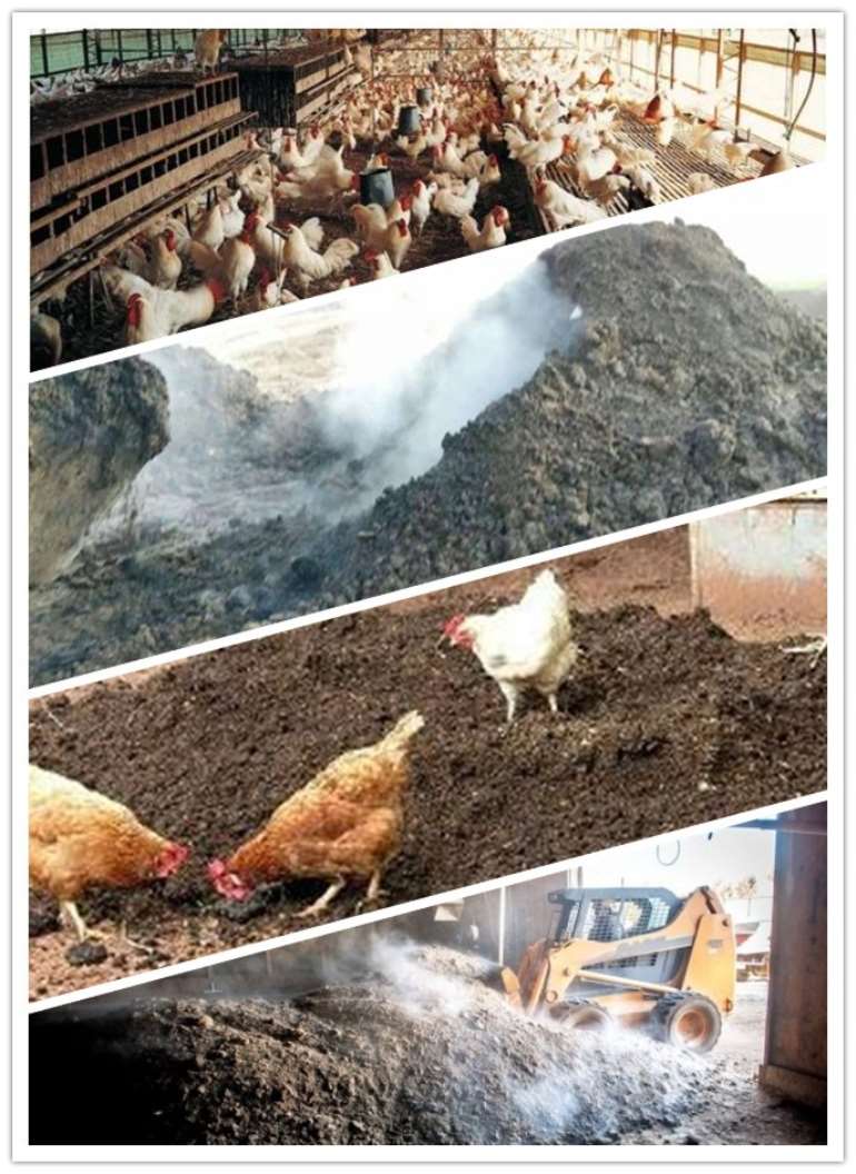 how-to-process-chicken-manure-into-organic-fertilizer