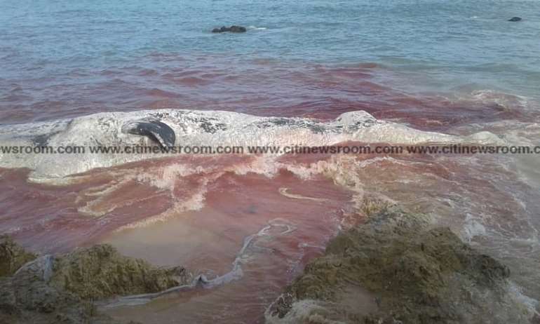 1092018103604_0f72ylkxxs_deadwhale51024x614.jpeg