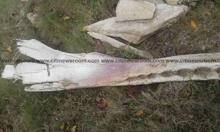 1092018103605_rvmypdb553_deadwhale31024x614.jpeg