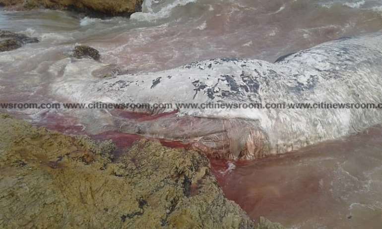1092018103606_osjvn0y442_deadwhale41024x614.jpeg