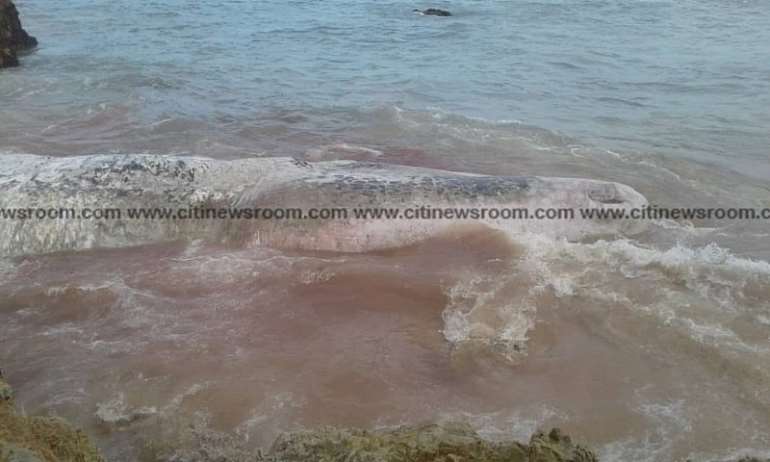 1092018103607_qulxocb543_deadwhale11024x614.jpeg