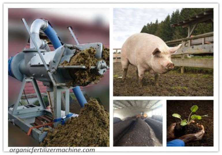 How to Compost Pig Manure into Organic Fertiliser