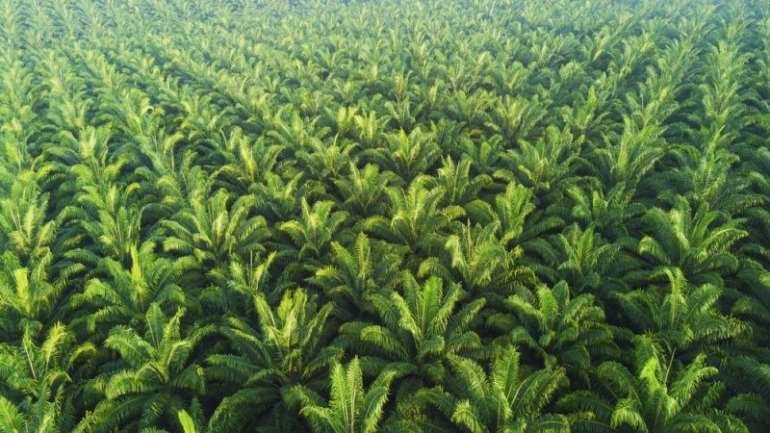 1213201965535-j5fqi7t2g0-palm-oil 1
