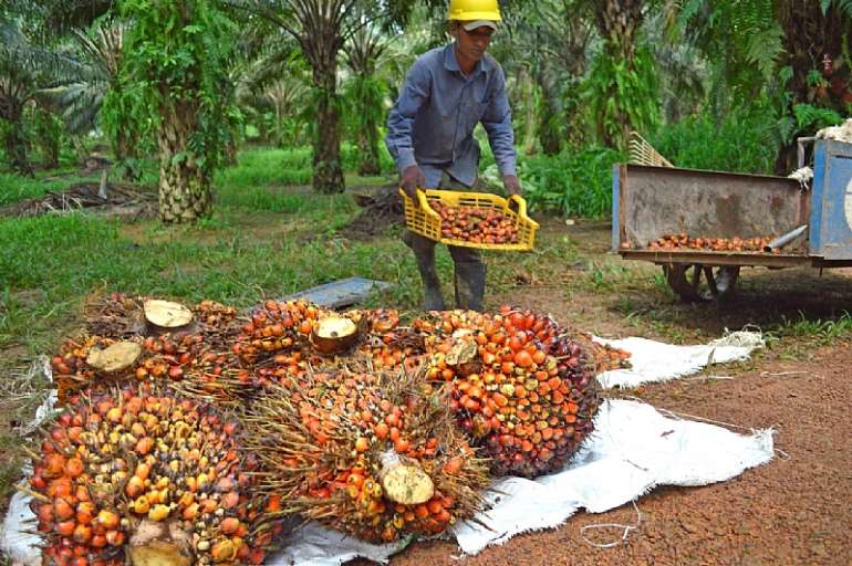 1213201965535-m5htk8v331-palm-oil 2