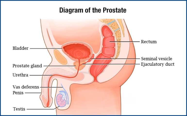 showing the diagram of the Prostate
