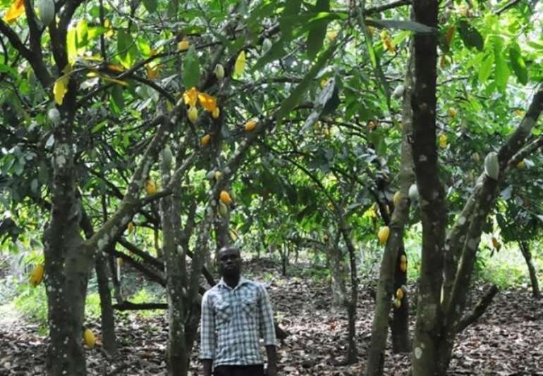 Hand Pollination programme is a silent threat to Ghana's cocoa