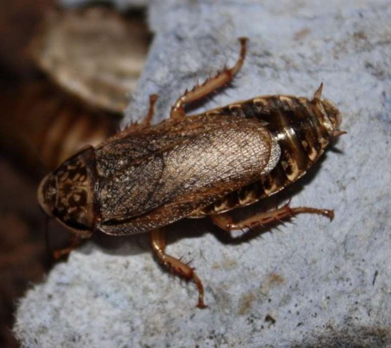 322017110638 nauphoetacinerea600x534