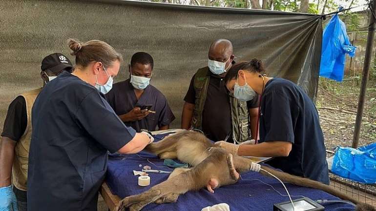 33202514156-23041q5dcx-ksi-health-animals-screening-2-1024x576