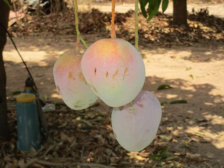 425202190603-1i830o4bav-mango-fruit