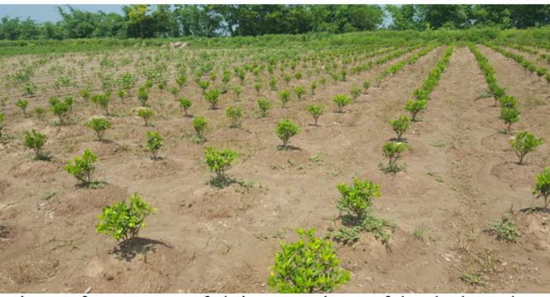A picture of one of the W. H. O accredited cultivation sites in Vietnam