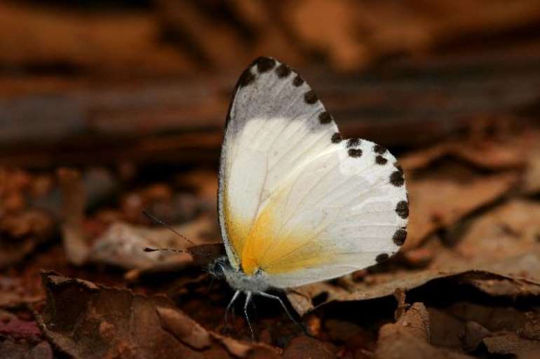 5282023124738-qulxoba443-1685147895-mylothris20atewajpg