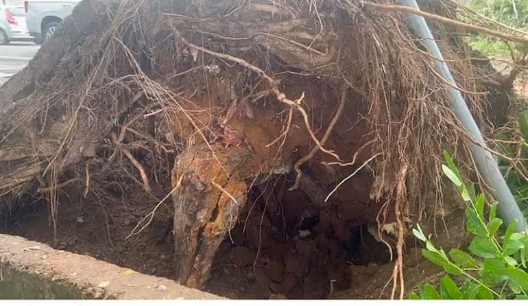 Falling tree destroy vehicles, one person injured in Monday's rainstorm