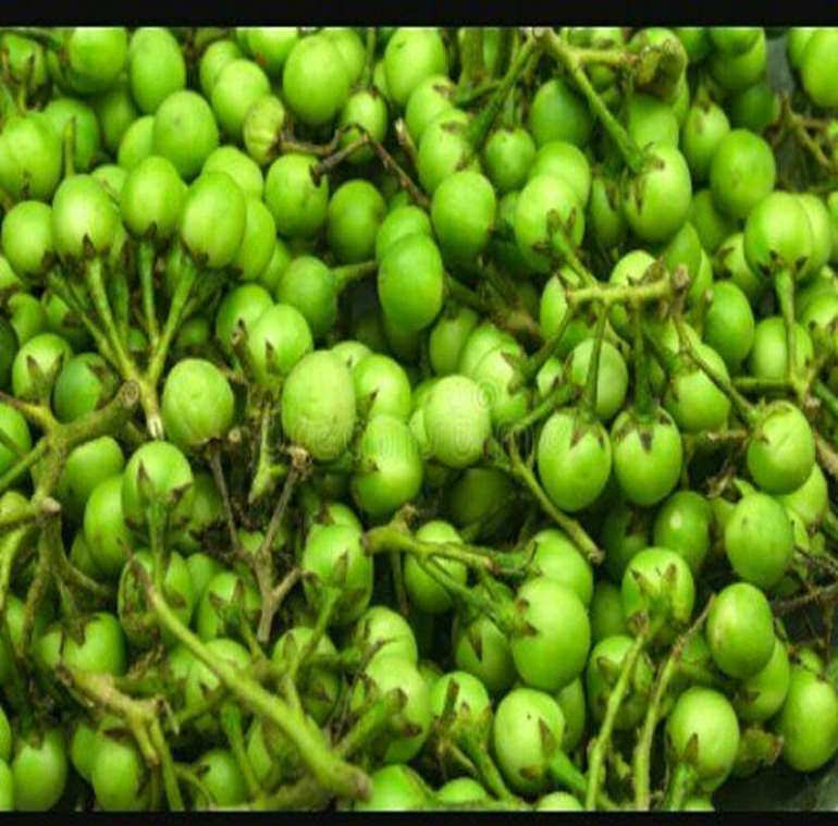 HEALTH BENEFITS OF TURKEY BERRIES TO HUMAN. &ndash; come CHERISghana