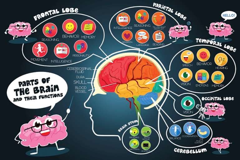 717202290843-i41p266ffa-the20brain201