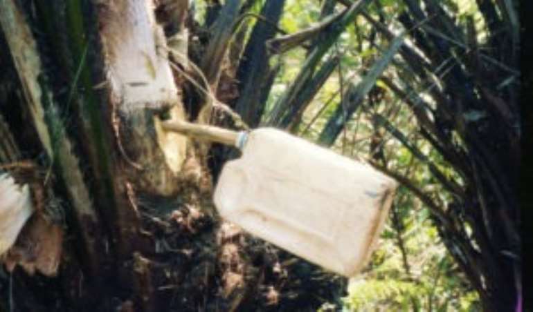 727201844143 tappingpalmwine300x176