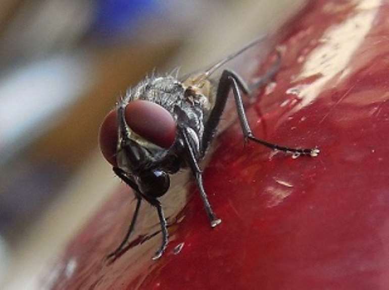 73201852531 housefly2b1