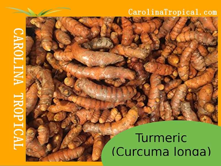 Turmeric The Most Researched for Prostate Cancer; Lowers PSA levels