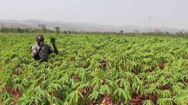 81202185914-1j041p5cbw-how-to-start-a-cassava-farm-in-nigeria