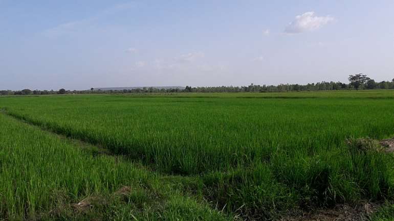 8132019121037-0f72ylkxws-farm-rice-2