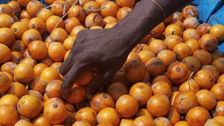 820202050541-qulxoba443-fruits