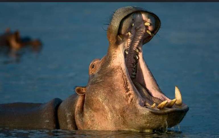 84202554143-1h830o4bau-ho-environment-hippos-invasion-7813.jpeg