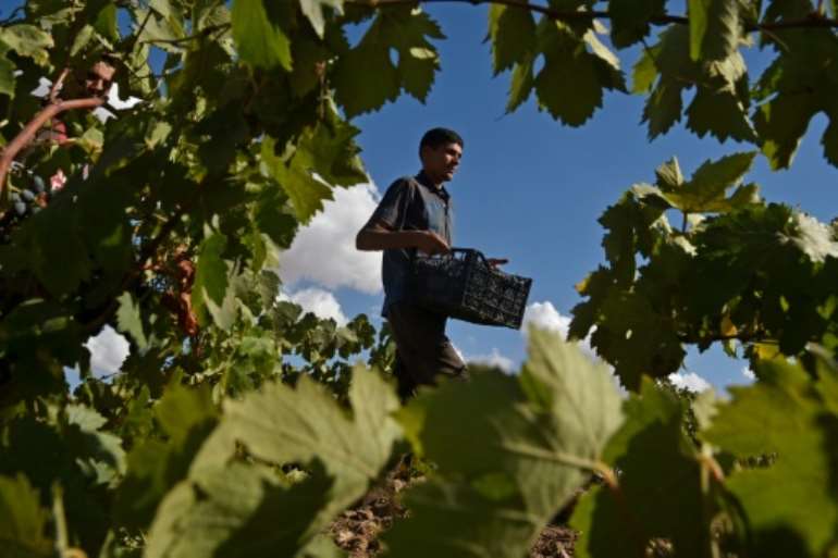 A worker collects grapes in a vineyard in the Sidi Bel Abbes highlands, some 435 kilometres (270 miles) southwest of the Algerian capital.  By RYAD KRAMDI (AFP)