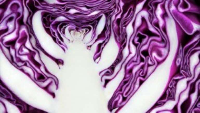 cabbage300x169