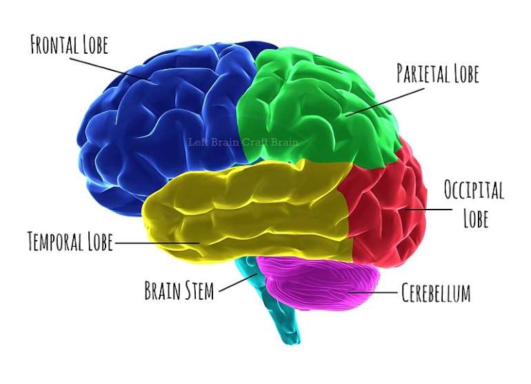 Fascinating Facts About Our Brain