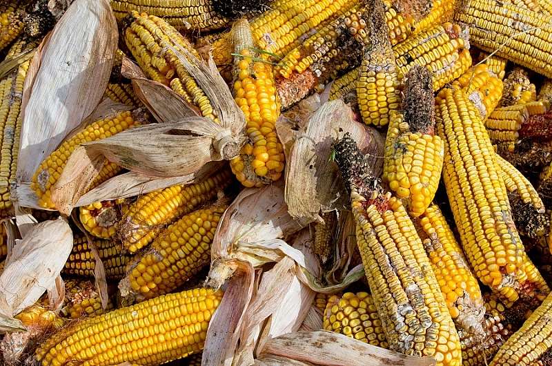 Mouldy Maize-