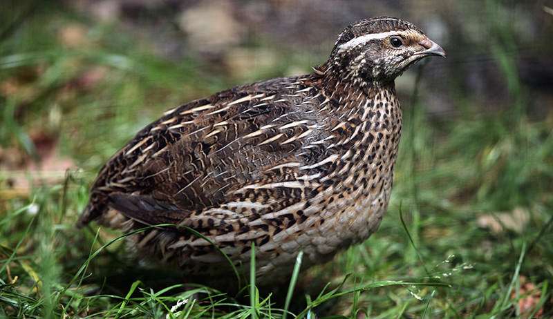 112201994830 1j041p5cbw quail