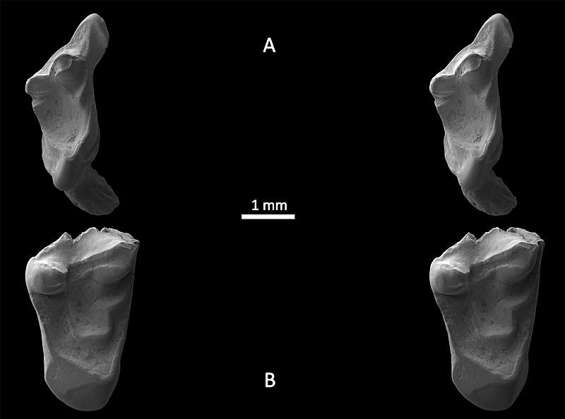 Stereo images of the teeth taken using an electron microscope.