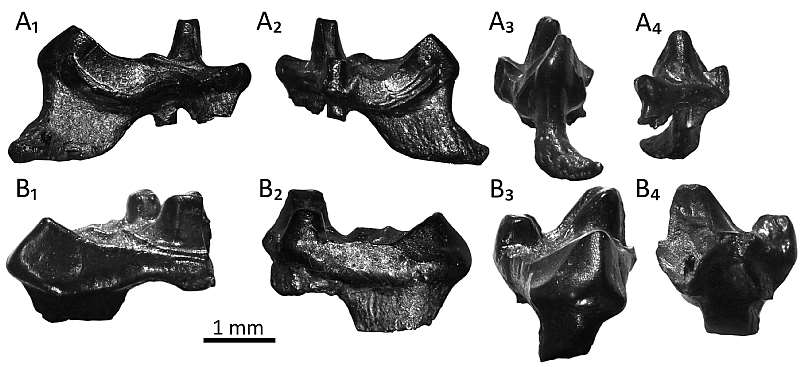 Fossil Teeth Showing Their Complex Curves And Peaks