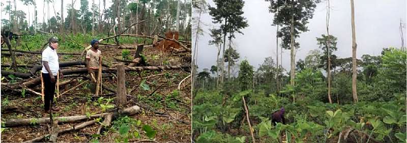 MTS Farmer doing lining & Pegging after land preparation. An MTS Farm planted with food crops integrated with tress