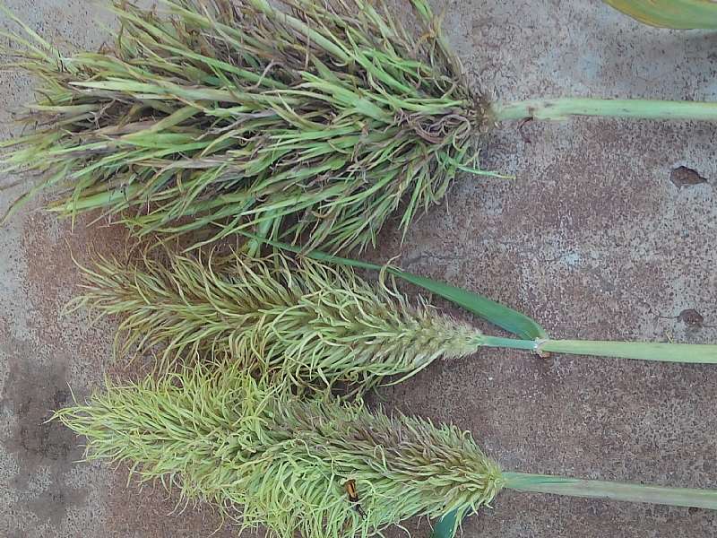125202093936-rwnyqdcp53-crazy-head-disease-of-naara-downy-mildew-locally-called-naad-komkoma