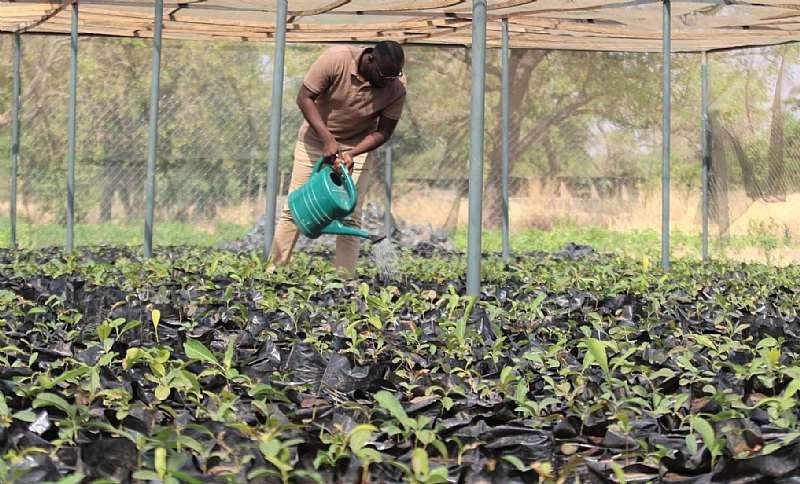 23202163015-n6jum8x432-undp gh tree seedlings-small