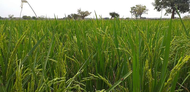 U/E/R: Farmers introduced to two rice varieties at Nyariga