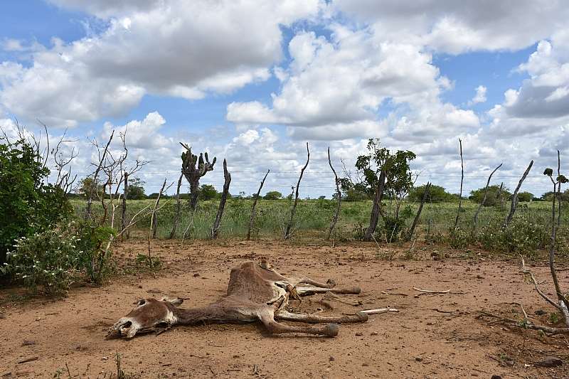 Brazil Corpse, Credit - The Donkey Sanctuary