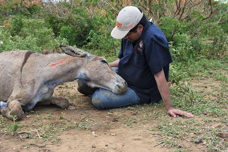 Brazil Euthanesia. Credit - The Donkey Sanctuary