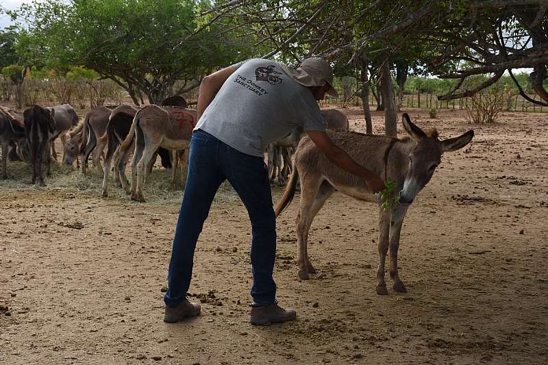 Brazil Farm. Credit - The Donkey Sanctuarty