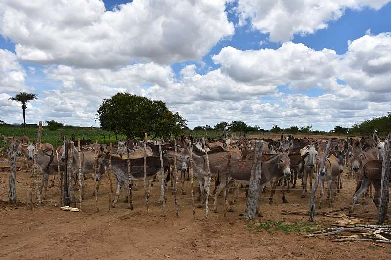 Brazil Penned In Donkeys. Credit - The Donkey Sanctuary