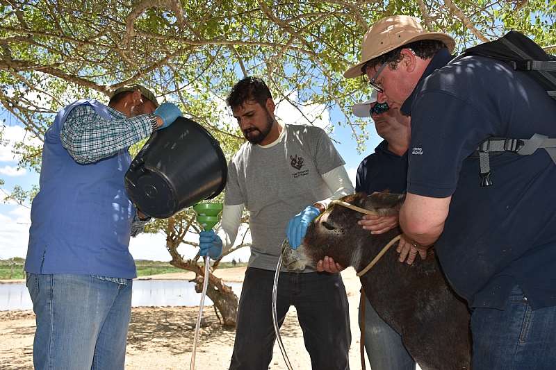 Brazil Veterinary Care. Credit - The Donkey Sanctuary